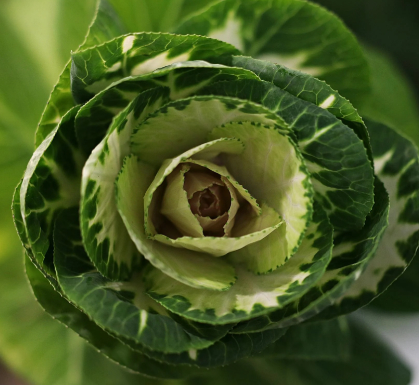 Benefits of Eating Cabbage